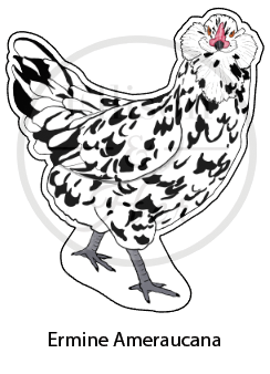 12-Pack Laying Breed Collection: LARGE Die-Cut Vinyl Chicken Stickers