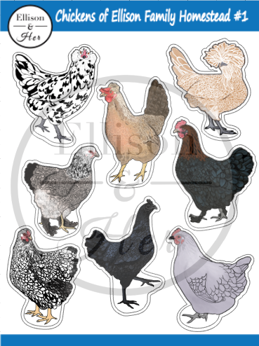 Vinyl Sticker Sheet: Chickens of Ellison Family Homestead #1