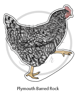 12-Pack Laying Breed Collection: LARGE Die-Cut Vinyl Chicken Stickers