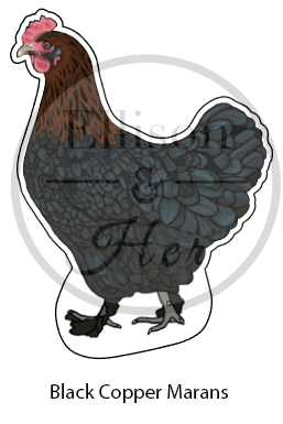 12-Pack Laying Breed Collection: LARGE Die-Cut Vinyl Chicken Stickers