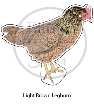 12-Pack Laying Breed Collection: LARGE Die-Cut Vinyl Chicken Stickers