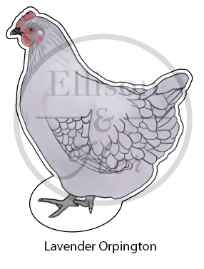 LARGE Individual Chicken Die-Cut Vinyl Stickers With Border