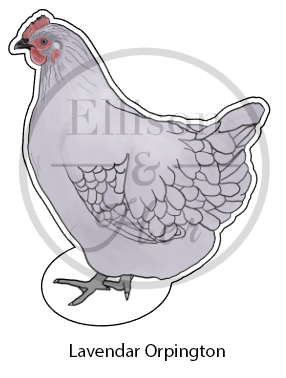 12-Pack Laying Breed Collection: LARGE Die-Cut Vinyl Chicken Stickers