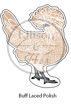 6-Pack Ornamental Breed Collection: LARGE Die-Cut Vinyl Chicken Stickers