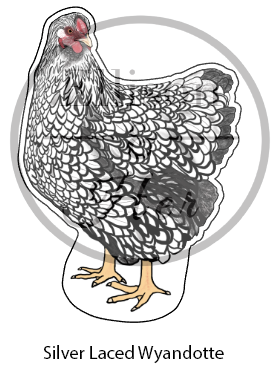 SMALL Individual Chicken Die-Cut Vinyl Stickers With Border